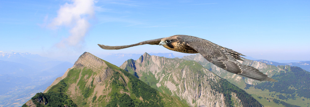 Observation du Faucon pèlerin