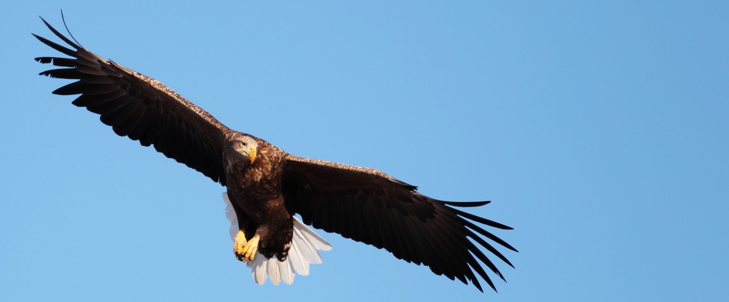 Observation de l’Aigle royal