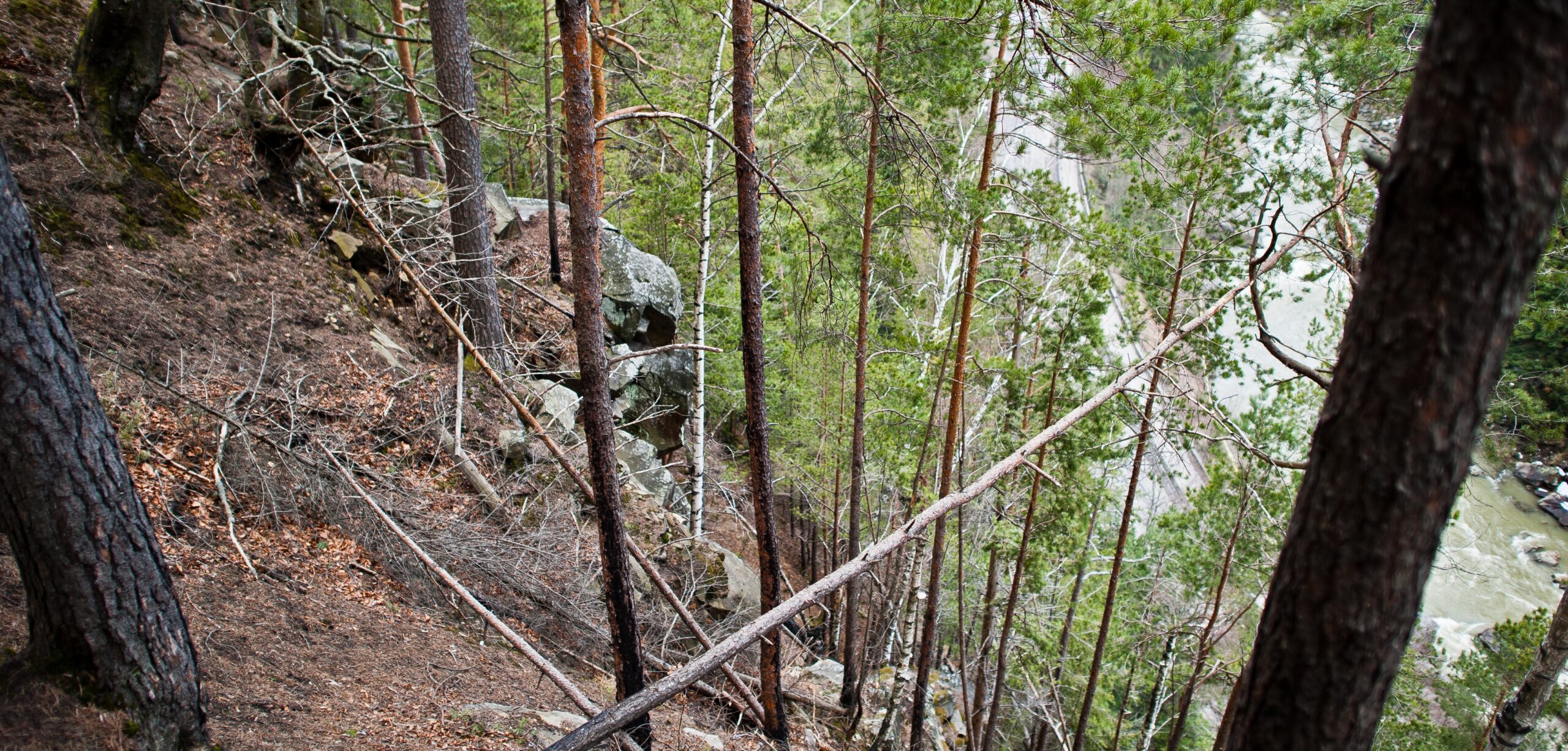 Les forêts de montagne : un bouclier naturel contre les risques !