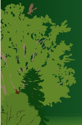 Découvrez la forêt !
